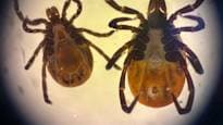 Video: Don't let a tick ruin your summer