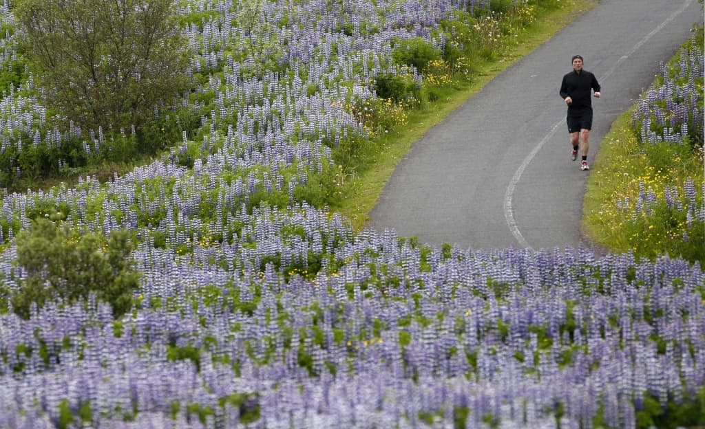 Iceland’s Wildlife Faces Threat From Invasive Species